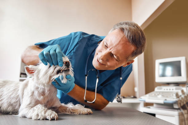 Best Pediatric Emergency Dentist in Angwin, CA
